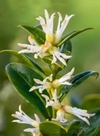 Sarcocca confusa